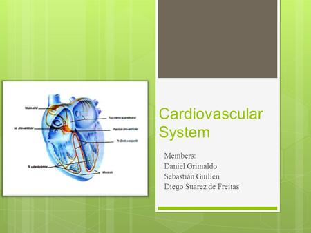 Cardiovascular System Members: Daniel Grimaldo Sebastián Guillen Diego Suarez de Freitas.