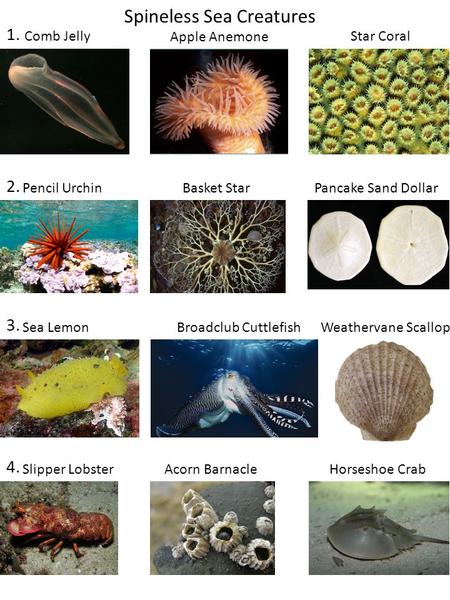 1. 2. 3. 4. Spineless Sea Creatures Comb Jelly Apple Anemone Star Coral Broadclub Cuttlefish Pencil UrchinBasket StarPancake Sand Dollar Sea LemonWeathervane.