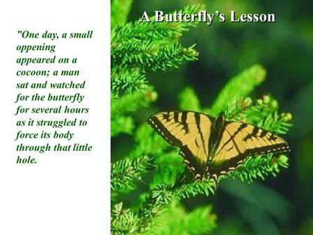 A Butterfly’s Lesson ”One day, a small oppening appeared on a cocoon; a man sat and watched for the butterfly for several hours as it struggled to force.