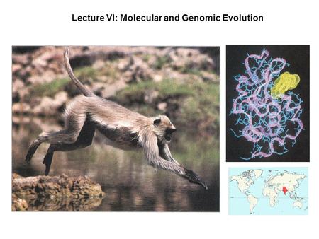 Lecture VI: Molecular and Genomic Evolution. EVOLUTIONARY GENOMICS: The Ups and Downs of Evolution Dennis Normile ATAMI, JAPAN--Some 200 geneticists came.