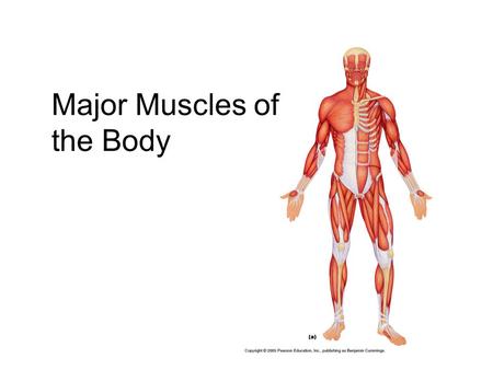 Major Muscles of the Body. Interactions of Skeletal Muscles  Muscles can only pull, they can’t push  Actions must be “undone” by a different muscle.