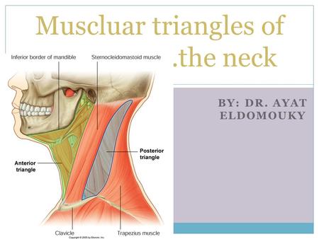 Muscluar triangles of ……………….the neck