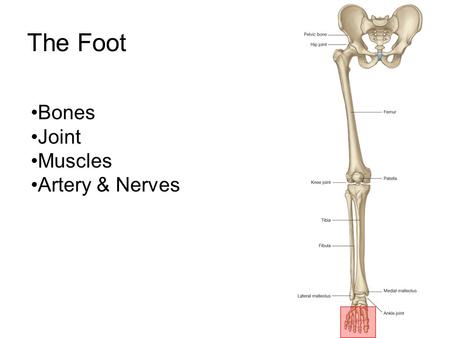 The Foot Bones Joint Muscles Artery & Nerves.