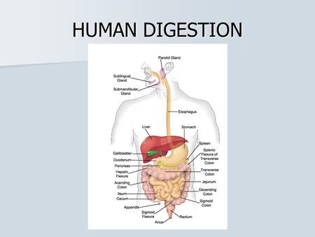 HUMAN DIGESTION.