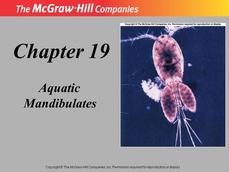 Copyright © The McGraw-Hill Companies, Inc. Permission required for reproduction or display. Chapter 19 Aquatic Mandibulates.