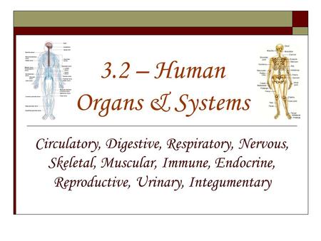 3.2 – Human Organs & Systems