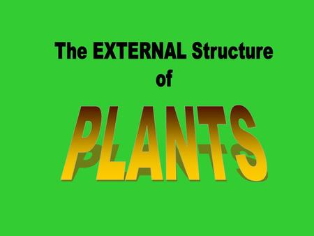 External Structure of the Plant – Parts of the plant on the outside. The Root  Types of Root Systems  Functions of the Root System  Specialized Root.