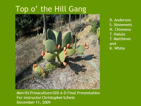 Top o’ the Hill Gang Merritt Prmaculture 028 A-D Final Presentation For Instructor Christopher Schein December 11, 2009 R. Anderson S. Binneweis N. Chionesu.