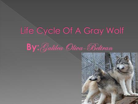  When the pup is first born its both deaf and blind for the first 12 days this makes it difficult to live so the parents have a member of the wolf.