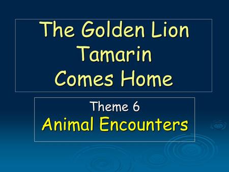 The Golden Lion Tamarin Comes Home Theme 6 Animal Encounters.