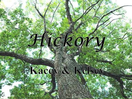 Names Carya tomentosa Hickory Carya tomentosa Hickory.