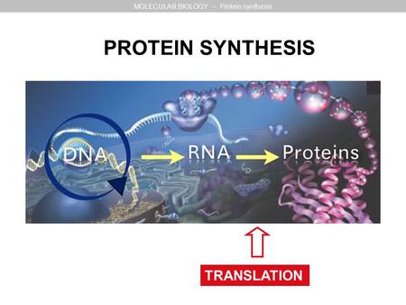 MOLECULAR BIOLOGY – Protein synthesis