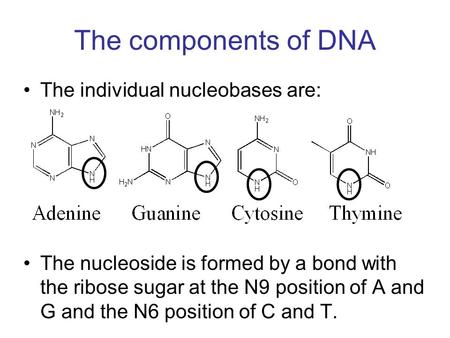 The components of DNA The individual nucleobases are: The nucleoside is formed by a bond with the ribose sugar at the N9 position of A and G and the N6.