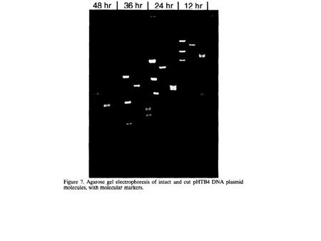 Figure 5-11 Three- dimensional structure of B-DNA. Figure 5-12Watson- Crick base pairs.