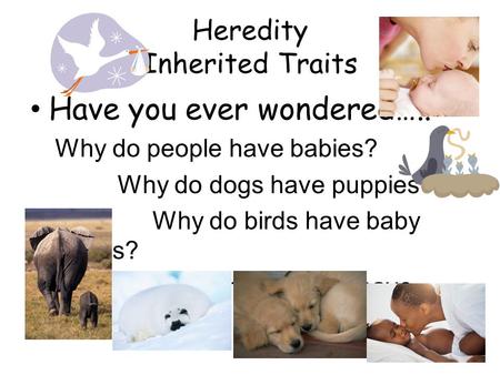 Heredity Inherited Traits Have you ever wondered….. Why do people have babies? Why do dogs have puppies? Why do birds have baby birds? Why do seals have.