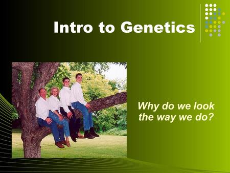 Intro to Genetics Why do we look the way we do? Review of DNA and Chromosomes Our DNA wind up neatly into a CHROMOSOME. Chromosomes contain alleles.