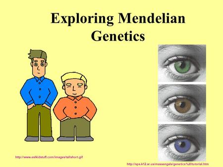 Exploring Mendelian Genetics