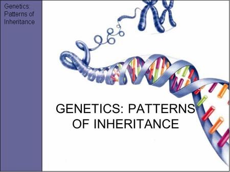 GENETICS: PATTERNS OF INHERITANCE. ALLELE One of the two or more forms of the gene for a specific trait Represented by letters S – Smooth seed s – wrinkled.