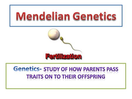 Genes code for a trait. A version of a gene is called an allele You have two copies of each gene, one from each parent. Autosomal Homologous Chromosome.