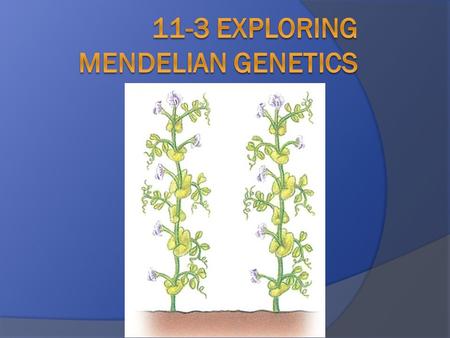  Independent Assortment- Genes that segregate (separately) independently do not influence each other's inheritance.  The principle of independent.