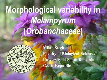 Morphological variability in Melampyrum ( Orobanchaceae ) Milan Štech Faculty of Biological Sciences University of South Bohemia Czech Republic.