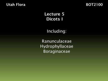 Utah Flora BOT2100 Lecture 5 Dicots I Including: Ranunculaceae Hydrophyllaceae Boraginaceae.