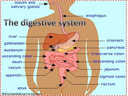 The digestive system.