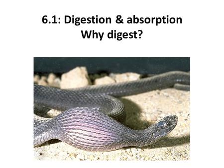 6.1: Digestion & absorption Why digest?. Define these terms IngestionEat the food DigestionChemical reactions breaking down the food AbsorptionSmall molecules.