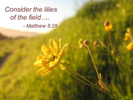 Consider the lilies of the field…. - Matthew 6:28.