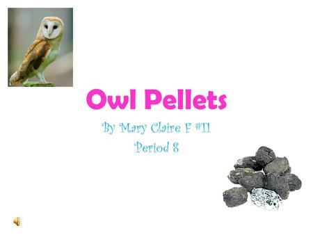 Owl Pellets By Mary Claire F #11 Period 8 Introduction Silent FlightSharp Talons Hearing.