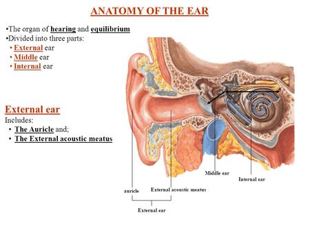 External acoustic meatus