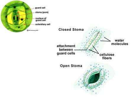 ABA receptor Guard cell Calcium channel Potassium channel Anion channel.