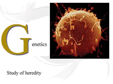 Study of heredity Heredity: passing of traits from parent to child Patterns of relatedness can help predict offspring characteristics.