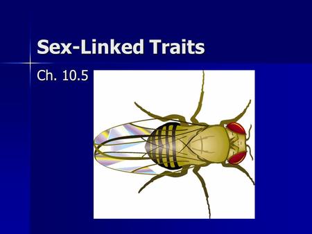 Sex-Linked Traits Ch. 10.5. Sex-Linked Genes Sex chromosomes: X and Y Sex chromosomes: X and Y (male: XY, female: XX) (male: XY, female: XX) Offspring.