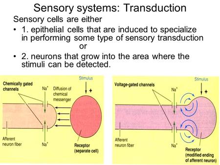 Sensory systems: Transduction Sensory cells are either 1. epithelial cells that are induced to specialize in performing some type of sensory transduction.