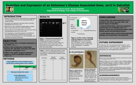 1 5,466 6,938 bp Forward Primer Reverse Primer zebrafish sorl1 gene Evolution and Expression of an Alzheimer’s Disease Associated Gene, sorl1 in Zebrafish.