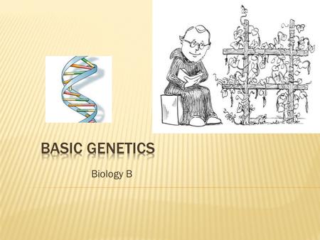 Biology B.  People used to think combining two parents’ characteristics was like mixing paint…