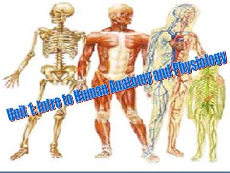 Unit 1I. Directional terminology Superior: above ex heart is superior to toe Superior: above ex heart is superior to toe Inferior: below Inferior: below.