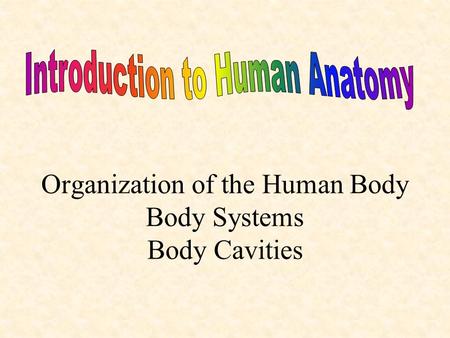 Organization of the Human Body Body Systems Body Cavities