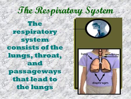 The Respiratory System The respiratory system consists of the lungs, throat, and passageways that lead to the lungs.