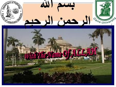 Broiler chickens بسم الله الرحمن الرحيم.  Pathogenesis of Enterobacteriaceae isolated from commercial chicken eggs in broilers *M.M.Amer, Sherein, S.abdelgayed,