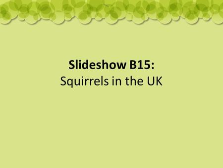 Slideshow B15: Squirrels in the UK. Red and Grey Squirrels Grey squirrels were introduced from America in the early 1900s. This has resulted in them becoming.