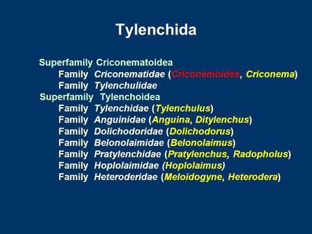 Tylenchida Superfamily Criconematoidea Family Criconematidae (Criconemoides, Criconema) Family Tylenchulidae Superfamily Tylenchoidea Family Tylenchidae.