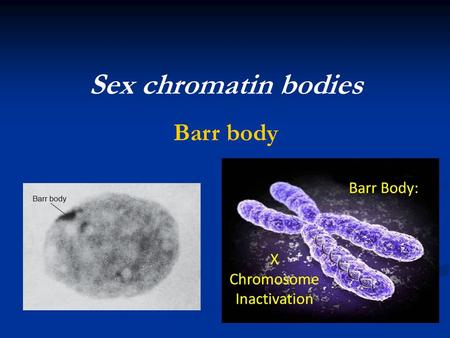 Sex chromatin bodies Barr body.