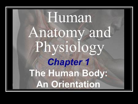 Human Anatomy and Physiology