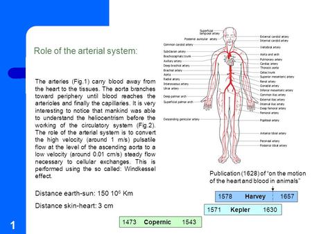 1 Role of the arterial system: The arteries (Fig.1) carry blood away from the heart to the tissues. The aorta branches toward periphery until blood reaches.