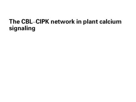 Ca 2+ signaling in plant Light Cold stress Heat shock Mechanical stresses (Touch, wind & Wounding) Pathogen invading Phytohormones (Auxin, ABA, GA) Gravity.