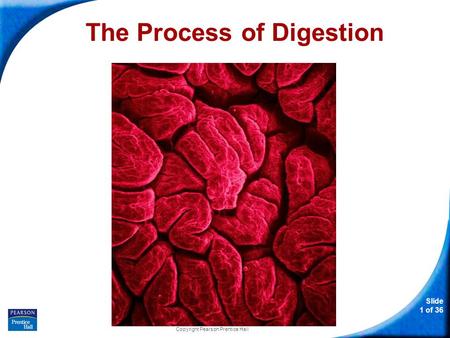 The Process of Digestion