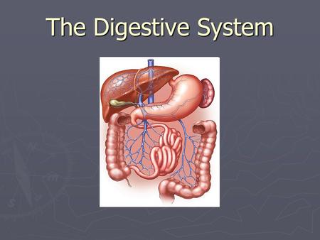 The Digestive System.