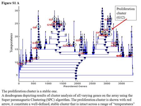 Proliferation cluster (G12) Figure S1 A The proliferation cluster is a stable one. A dendrogram depicting results of cluster analysis of all varying genes.